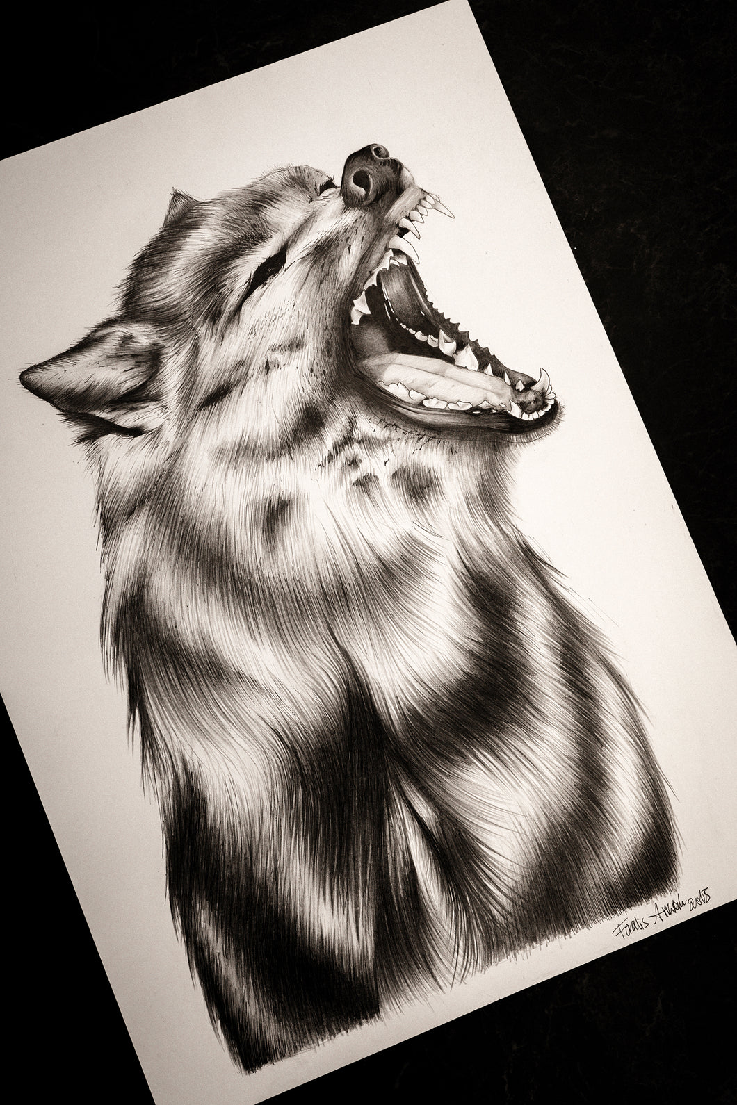 WOLF drawing
